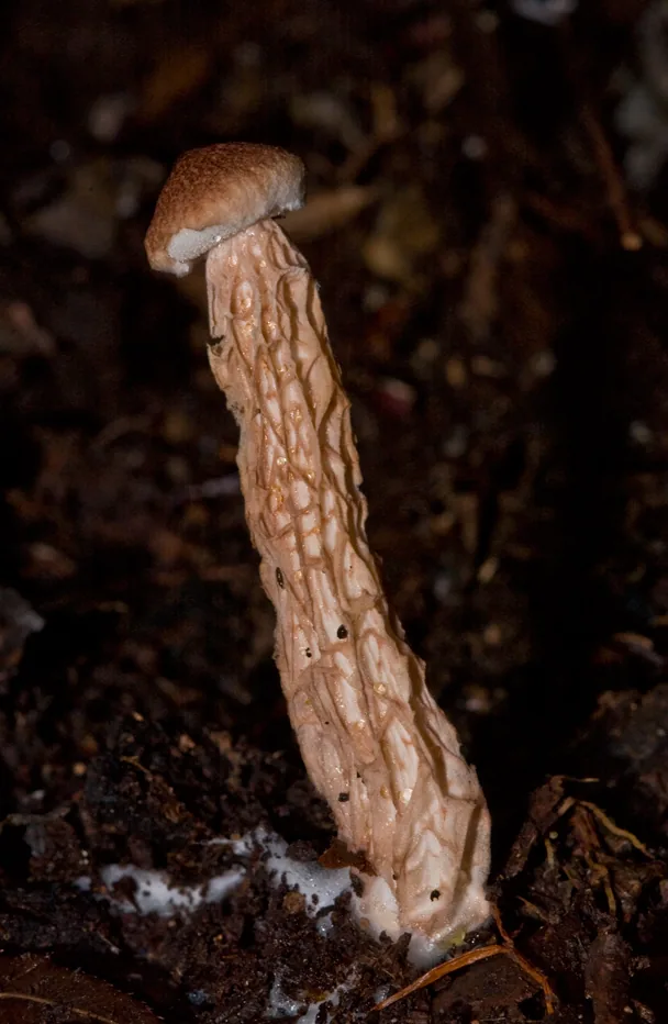Austroboletus lacunosus (Austroboletus lacunosus) — photo mycologique