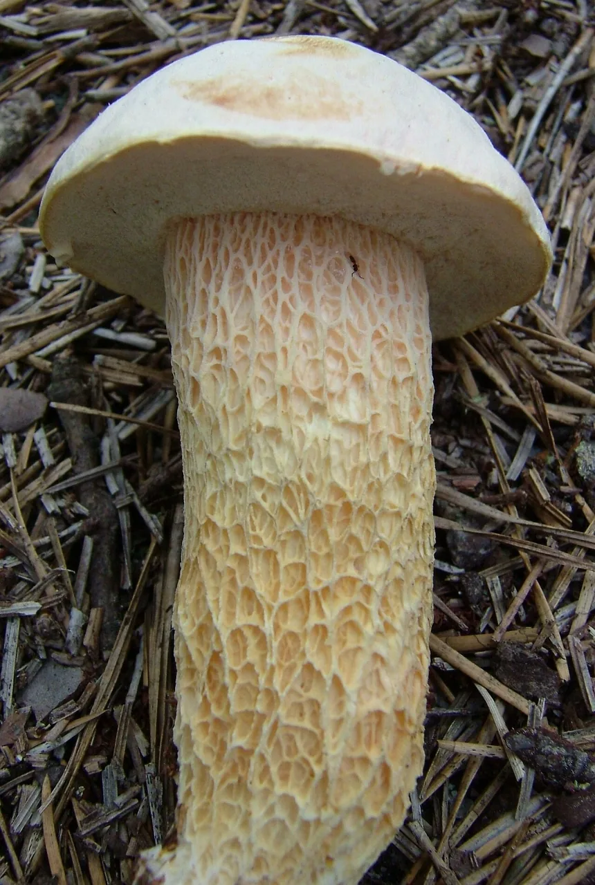 Austroboletus subflavidus (Austroboletus subflavidus) — photo mycologique