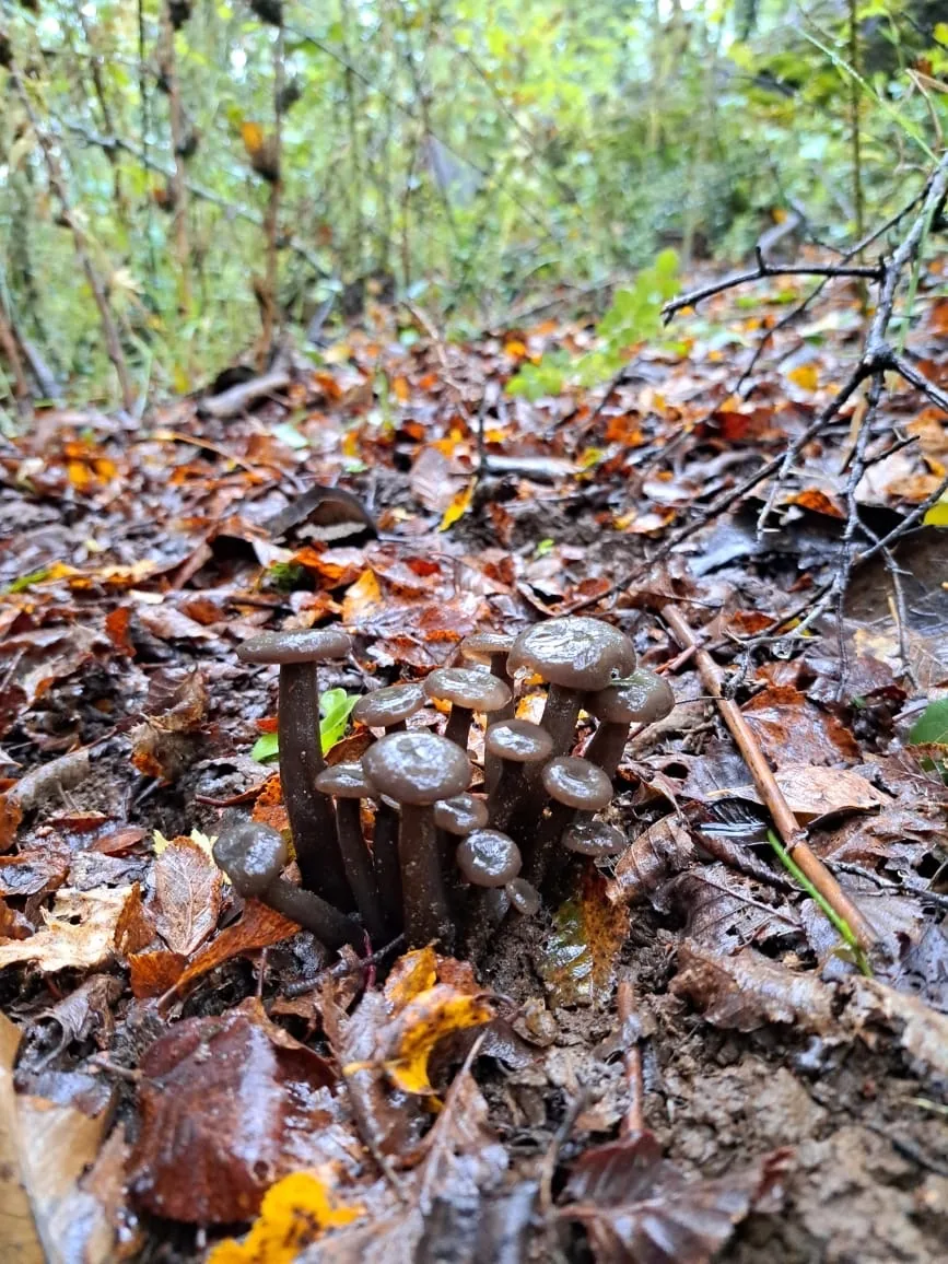 Austroomphaliaster nahuelbutensis (Austroomphaliaster nahuelbutensis) — photo mycologique