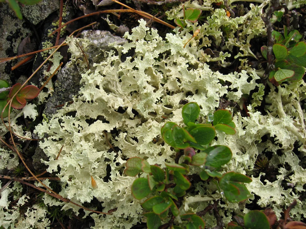 Austroparmelina endoleuca (Austroparmelina endoleuca) — photo mycologique