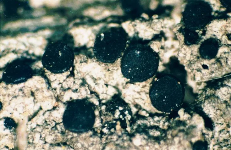 Bacidia badensis (Bacidia badensis) — photo mycologique