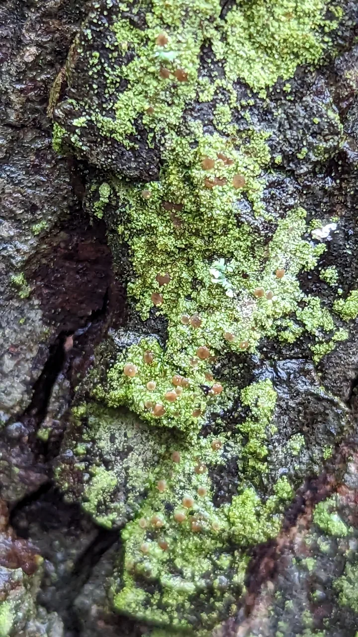 Bacidia rubella (Bacidia rubella) — photo mycologique