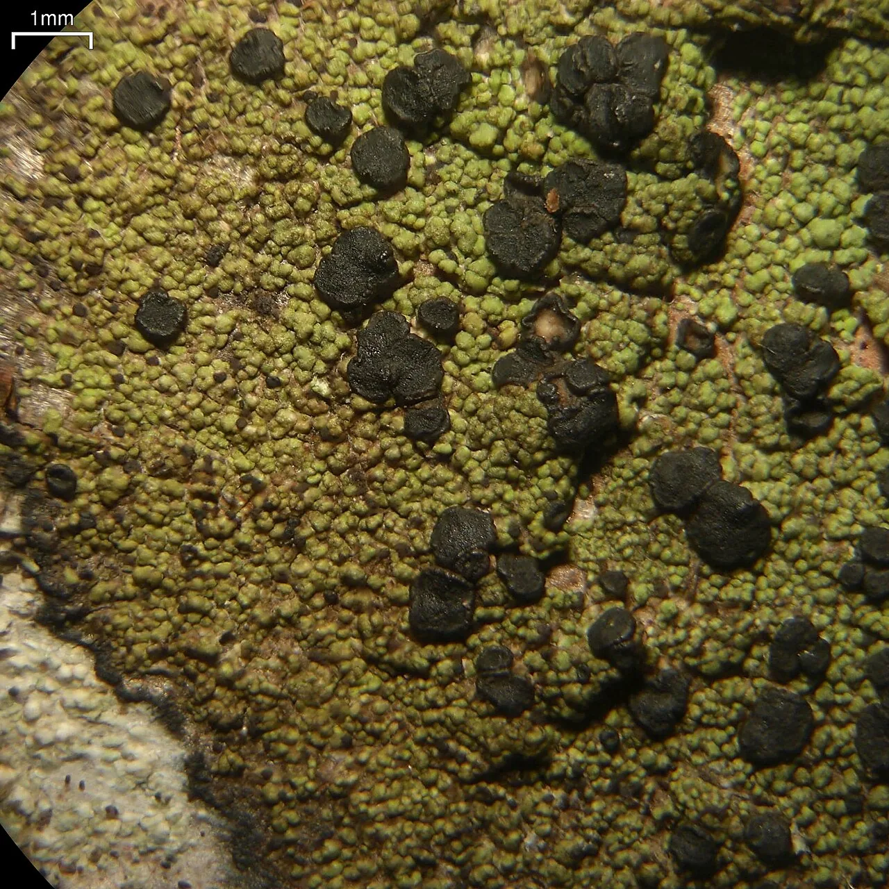 Bacidia schweinitzii (Bacidia schweinitzii) — photo mycologique