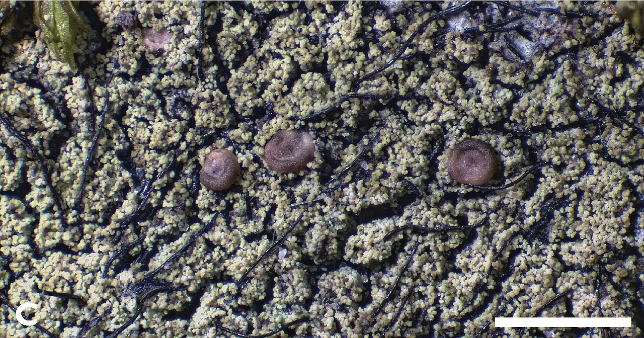 Bacidina adastra (Bacidina adastra) — photo mycologique