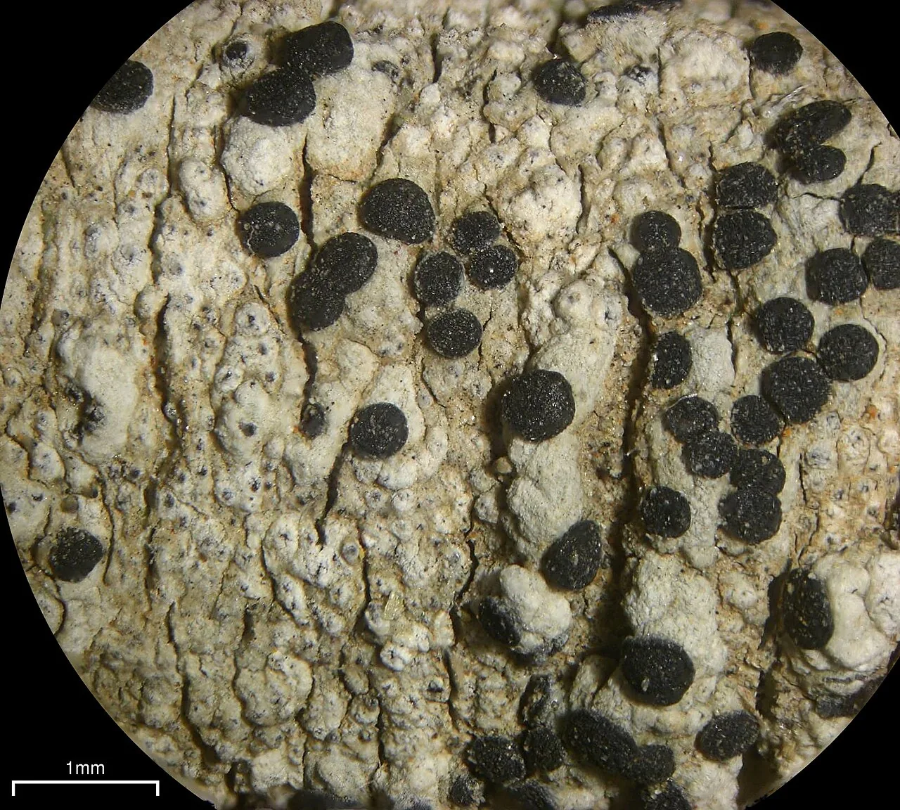 Bacidina flavoleprosa (Bacidina flavoleprosa) — photo mycologique