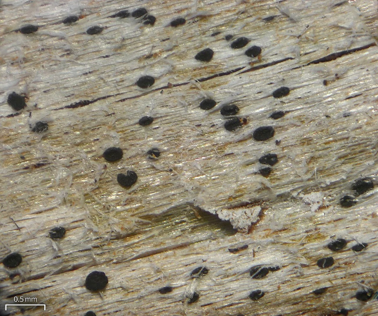 Bactrospora granularis (Bactrospora granularis) — photo mycologique