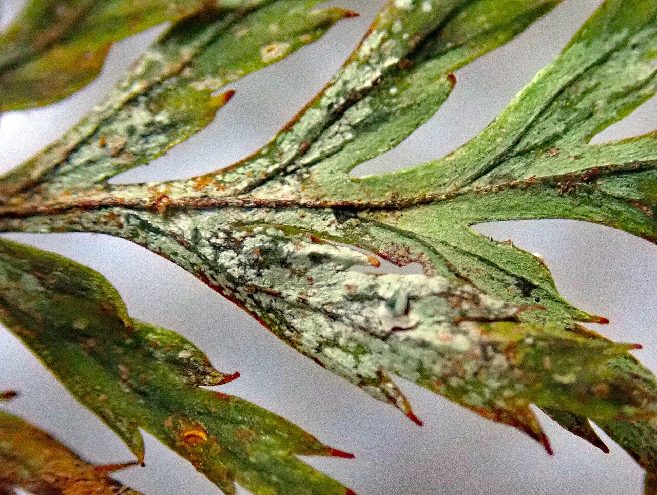 Badimiella pteridophila (Badimiella pteridophila) — photo mycologique