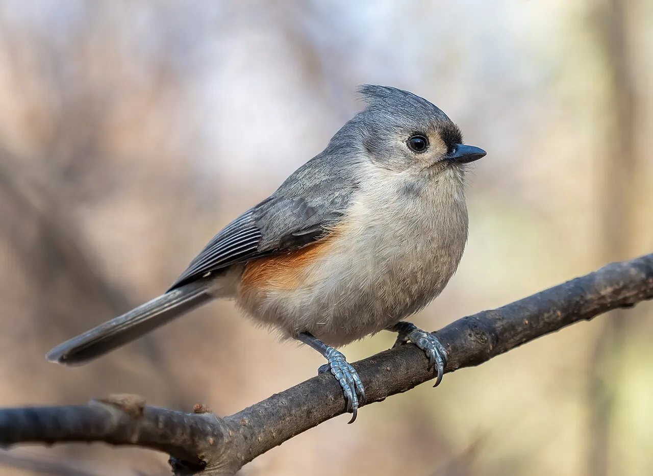 Mésange bicolore (Baeolophus bicolor) — photo vertébré