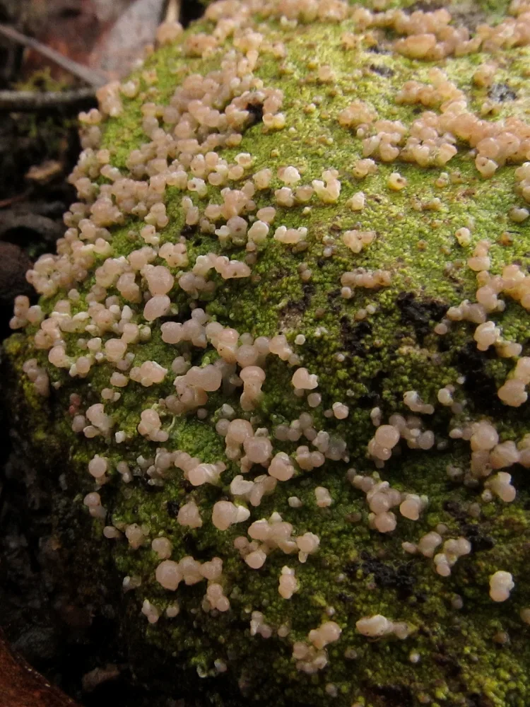 Baeomyces heteromorphus (Baeomyces heteromorphus) — photo mycologique