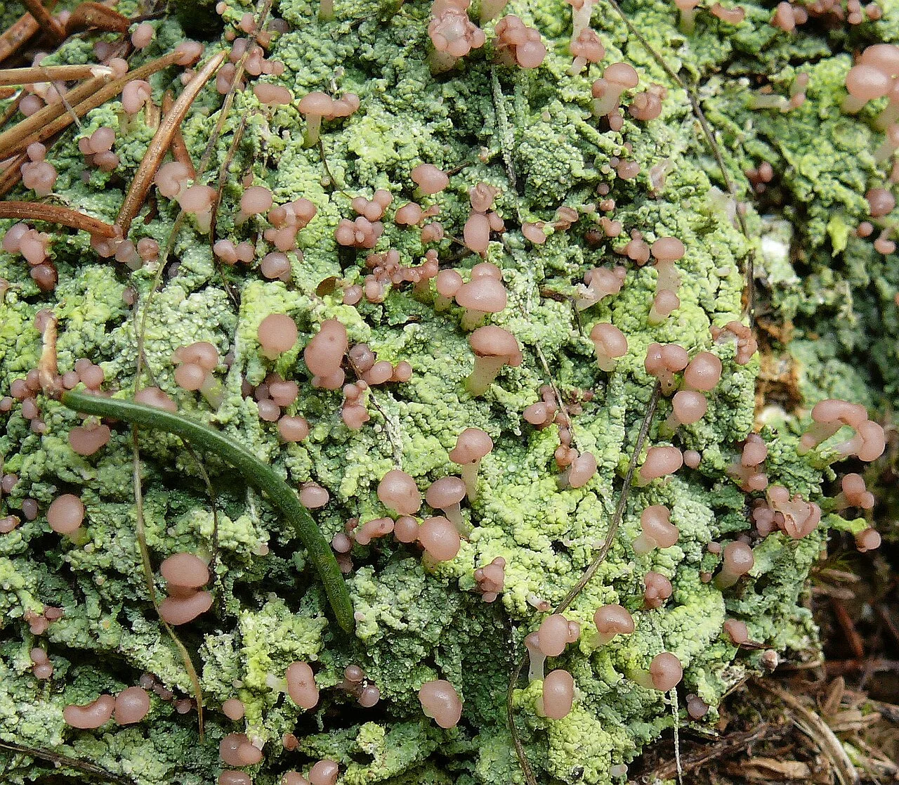 Baeomyces trachypus (Baeomyces trachypus) — photo mycologique