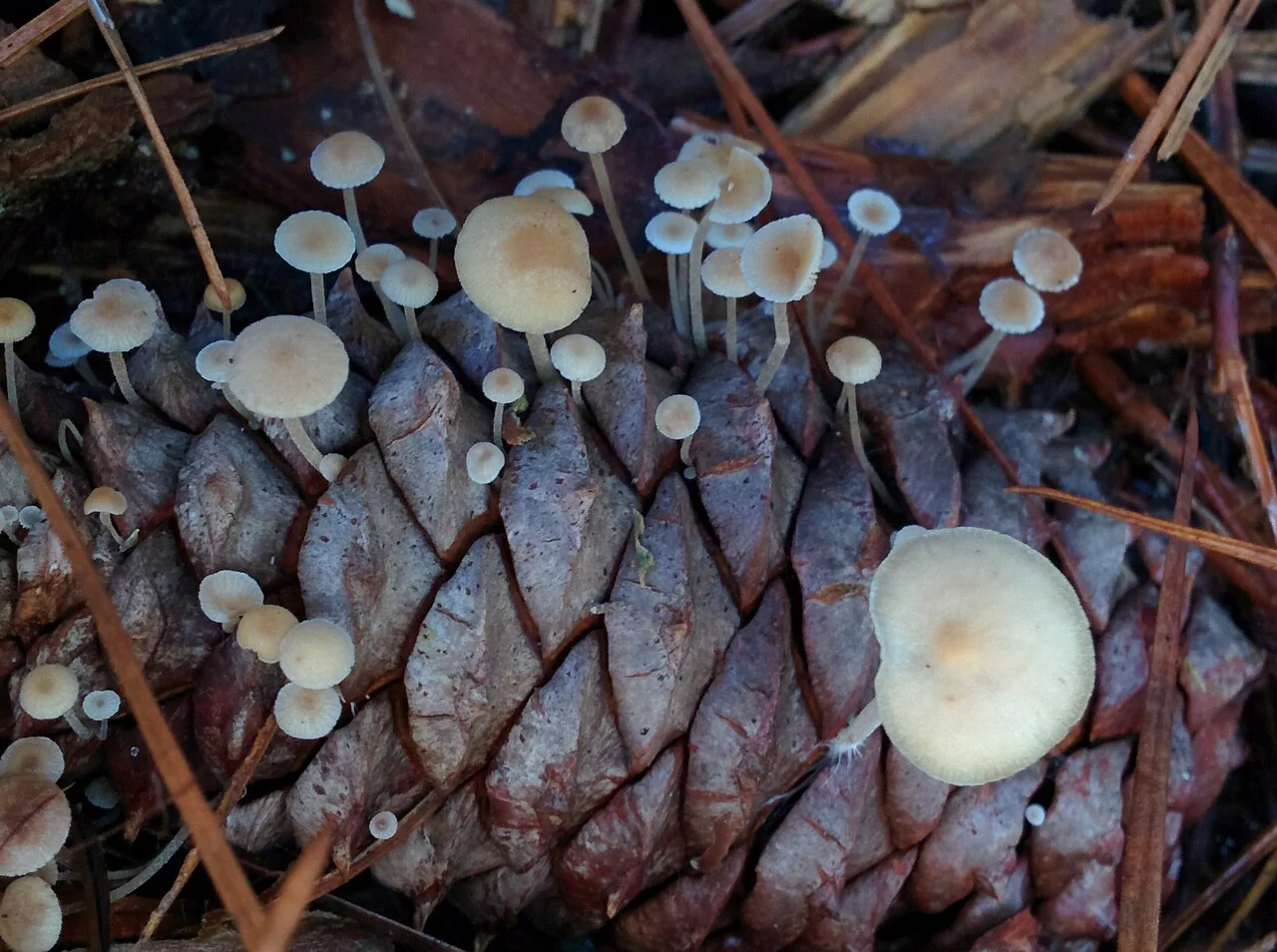 Baeospora stenophylla (Baeospora stenophylla) — photo mycologique