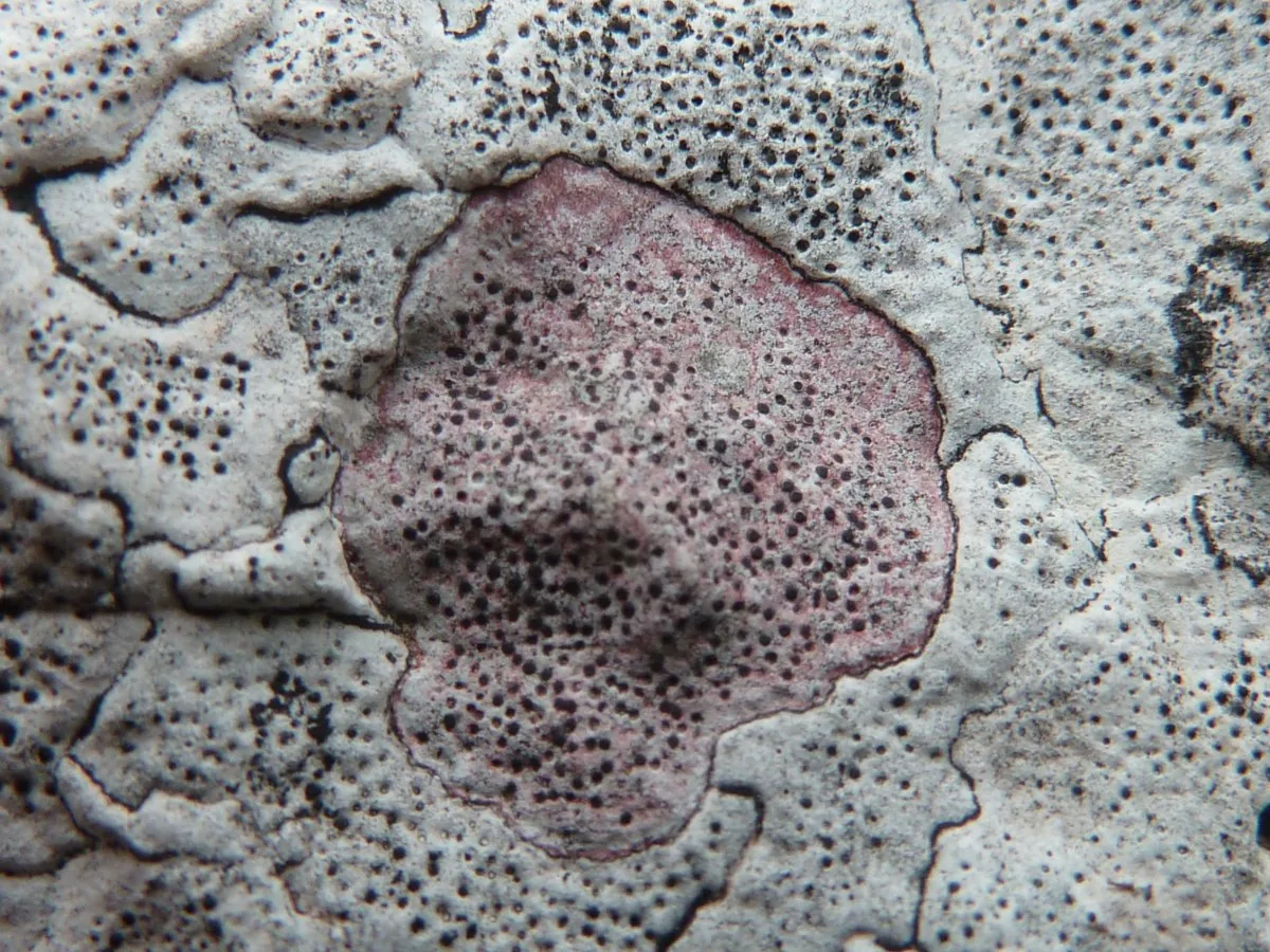 Bagliettoa crassiuscula (Bagliettoa crassiuscula) — photo mycologique