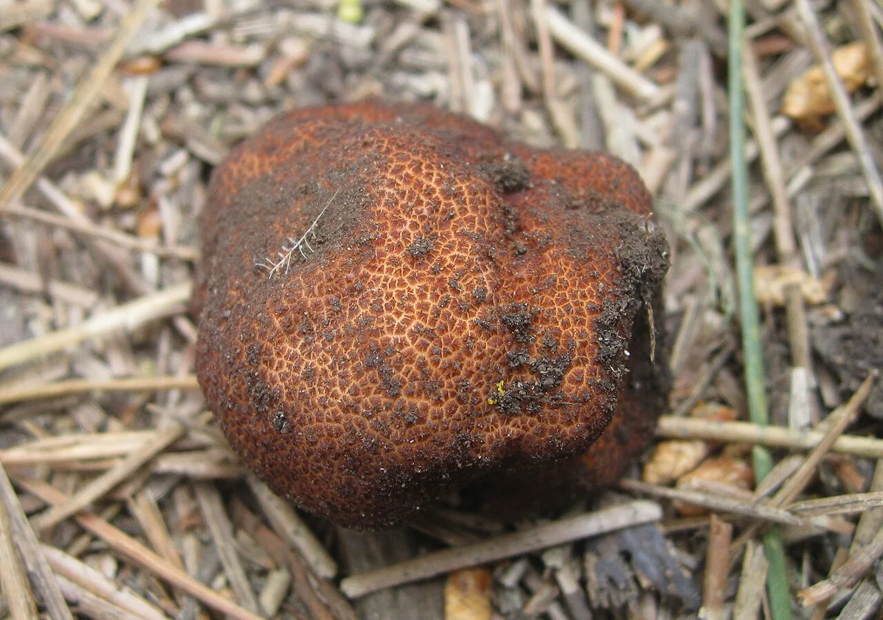 Balsamia alba (Balsamia alba) — photo mycologique