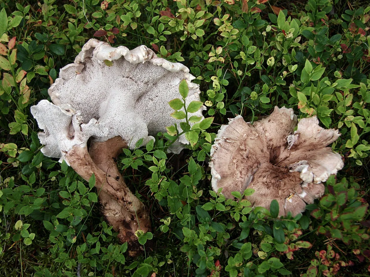 Bankera cinerea (Bankera cinerea) — photo mycologique