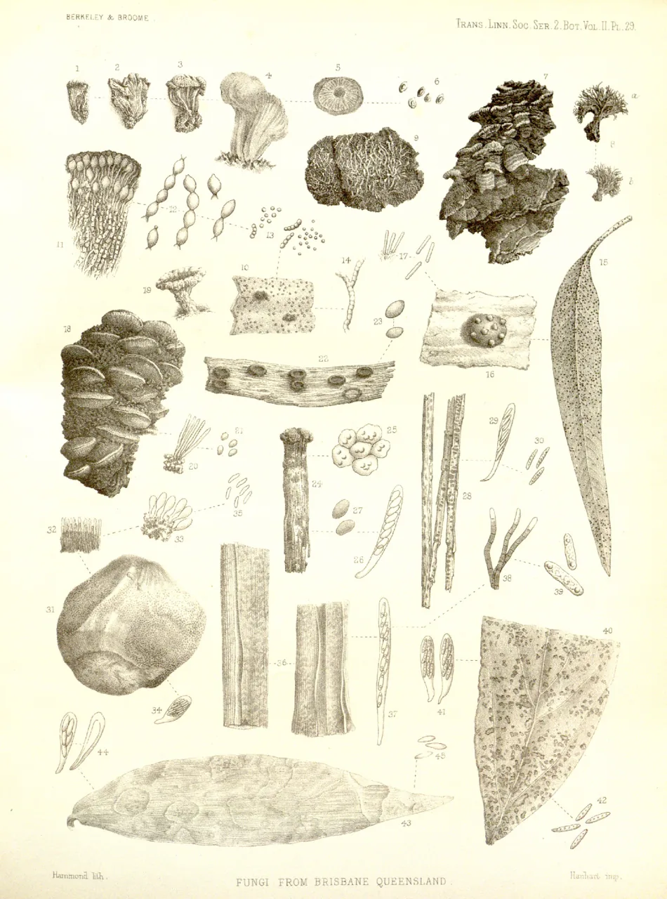 Banksiamyces macrocarpus (Banksiamyces macrocarpus) — photo mycologique
