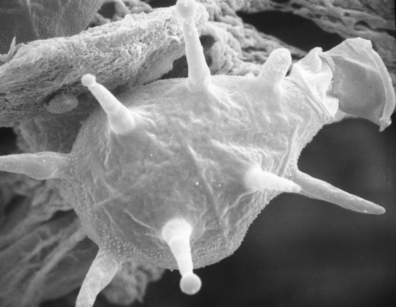 Basidiobolus microsporus (Basidiobolus microsporus) — photo mycologique