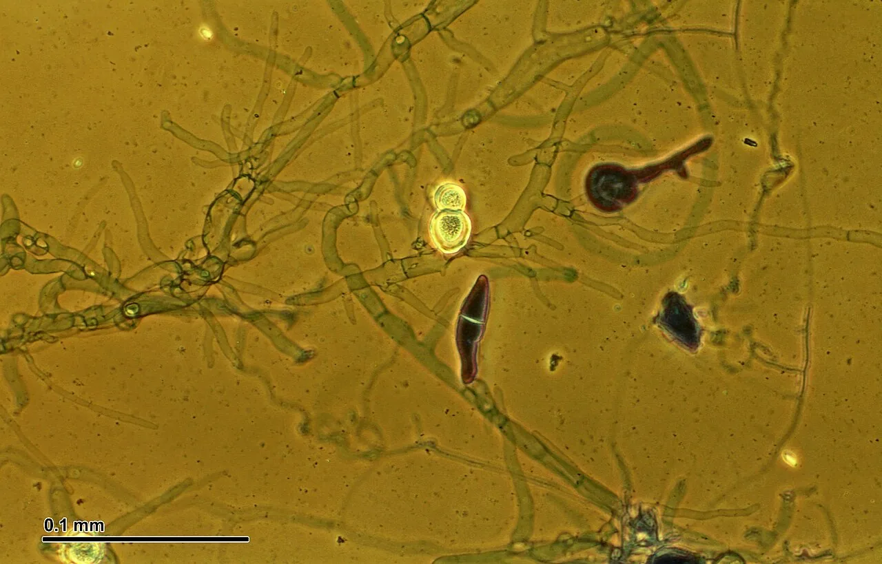 Basidiobolus ranarum (Basidiobolus ranarum) — photo mycologique