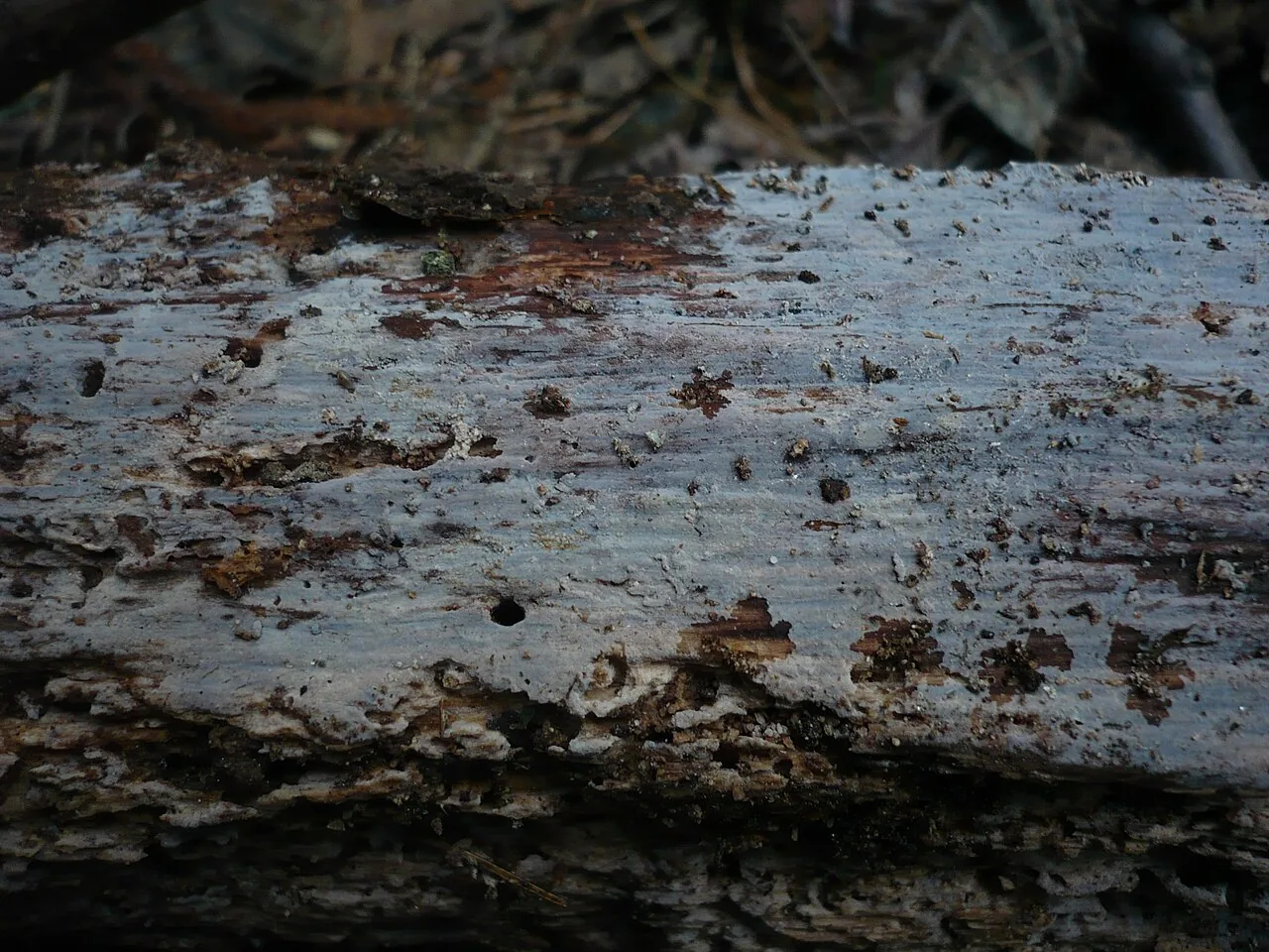 Basidiodendron parile (Basidiodendron parile) — photo mycologique