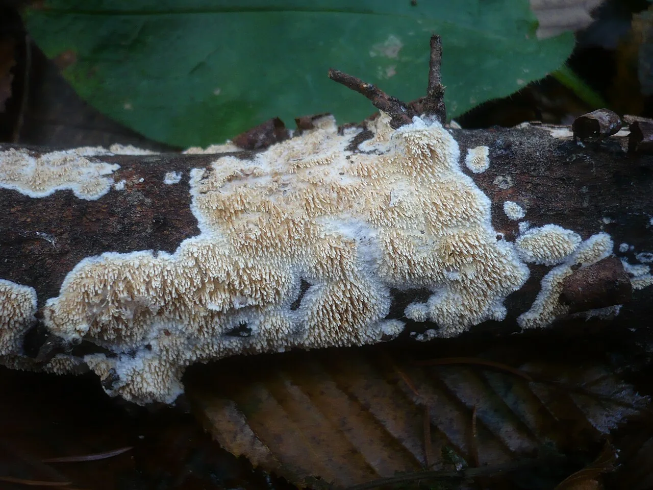 Basidioradulum membranaceum (Basidioradulum membranaceum) — photo mycologique