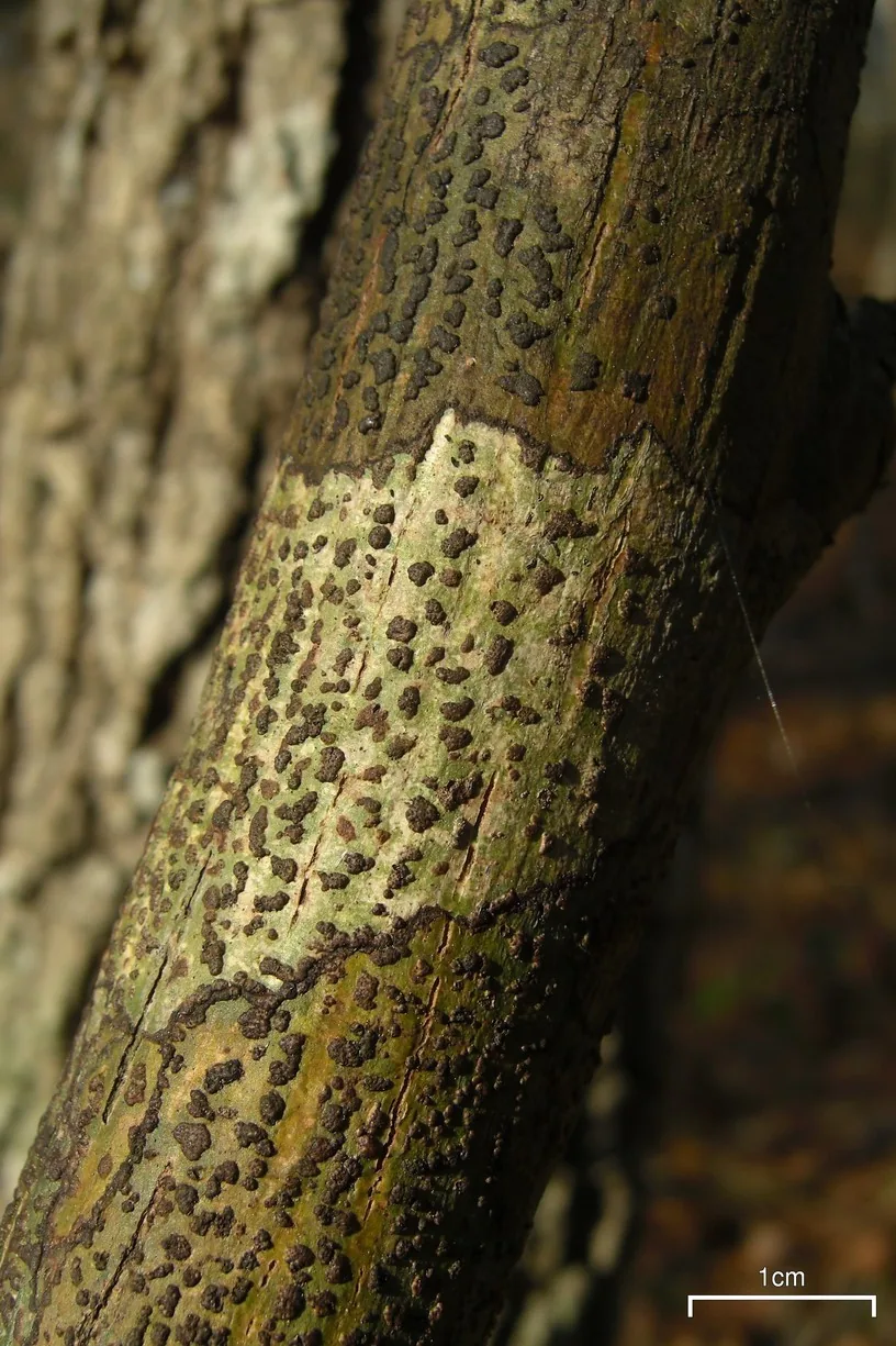Bathelium mastoideum (Bathelium mastoideum) — photo mycologique