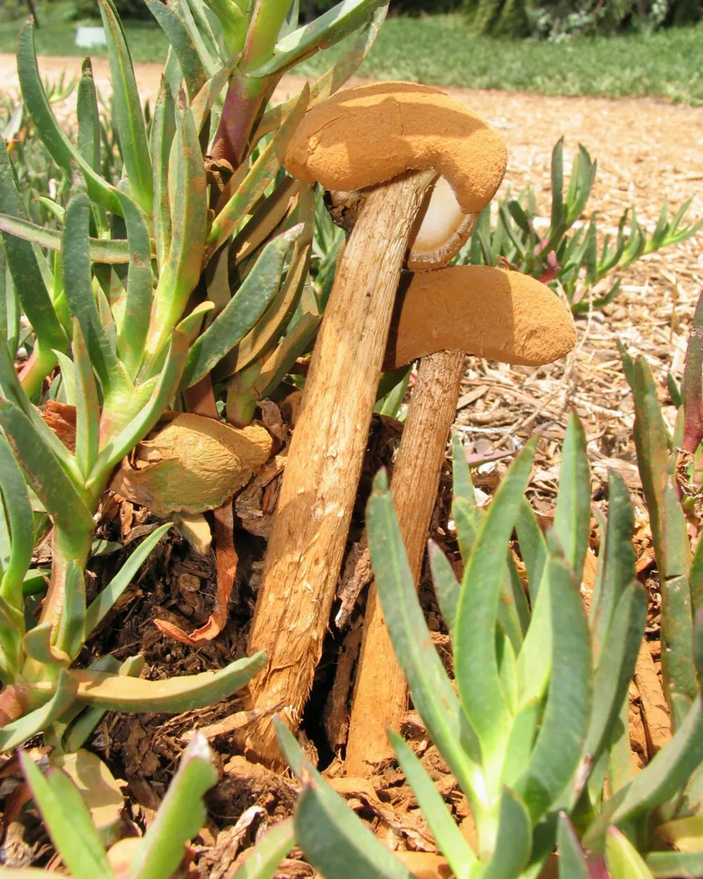 Battarrea phalloides (Battarrea phalloides) — photo mycologique