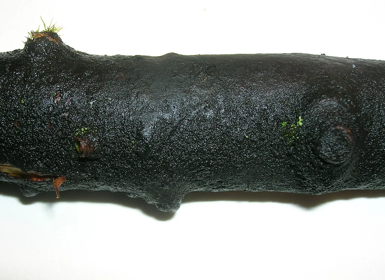 Baudoinia compniacensis (Baudoinia compniacensis) — photo mycologique