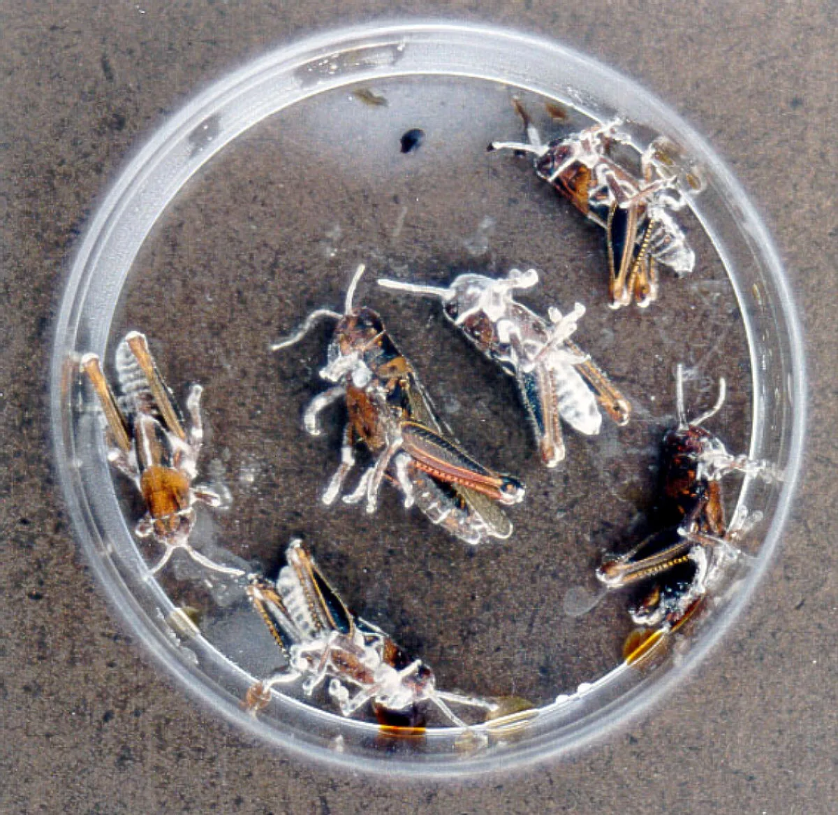 Beauveria asiatica (Beauveria asiatica) — photo mycologique
