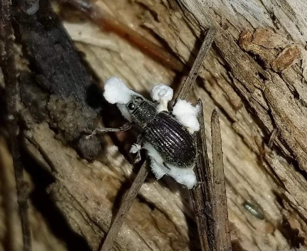 Beauveria brongniartii (Beauveria brongniartii) — photo mycologique