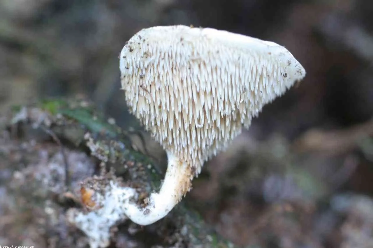 Beenakia hololeuca (Beenakia hololeuca) — photo mycologique