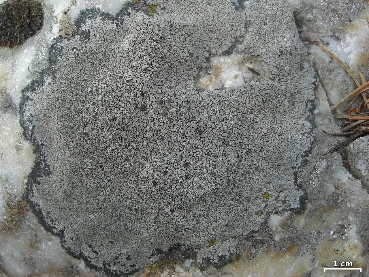 Bellemerea subsorediza (Bellemerea subsorediza) — photo mycologique
