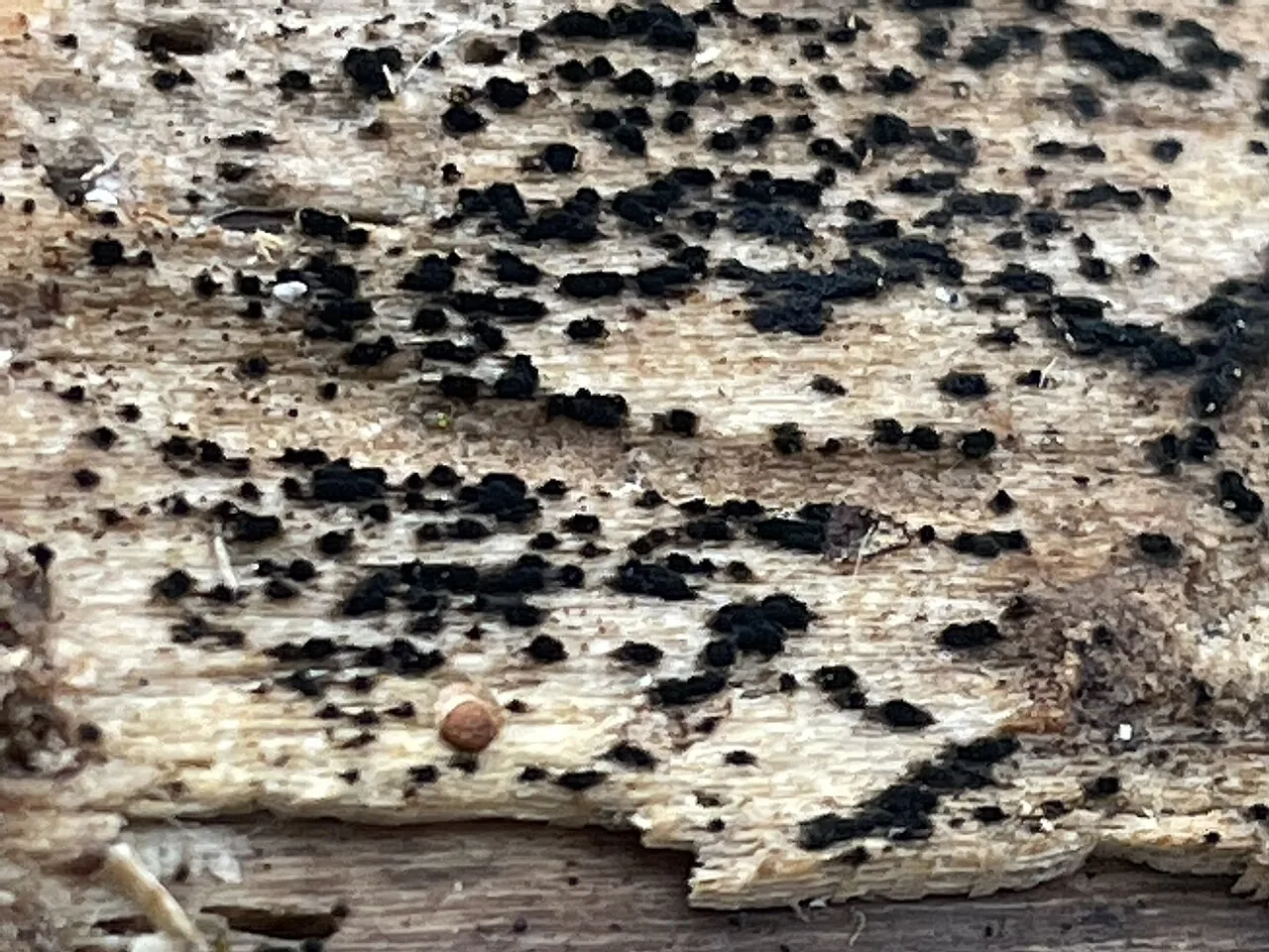 Berkleasmium inflatum (Berkleasmium inflatum) — photo mycologique