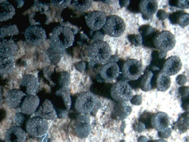 Bertia tropicalis (Bertia tropicalis) — photo mycologique