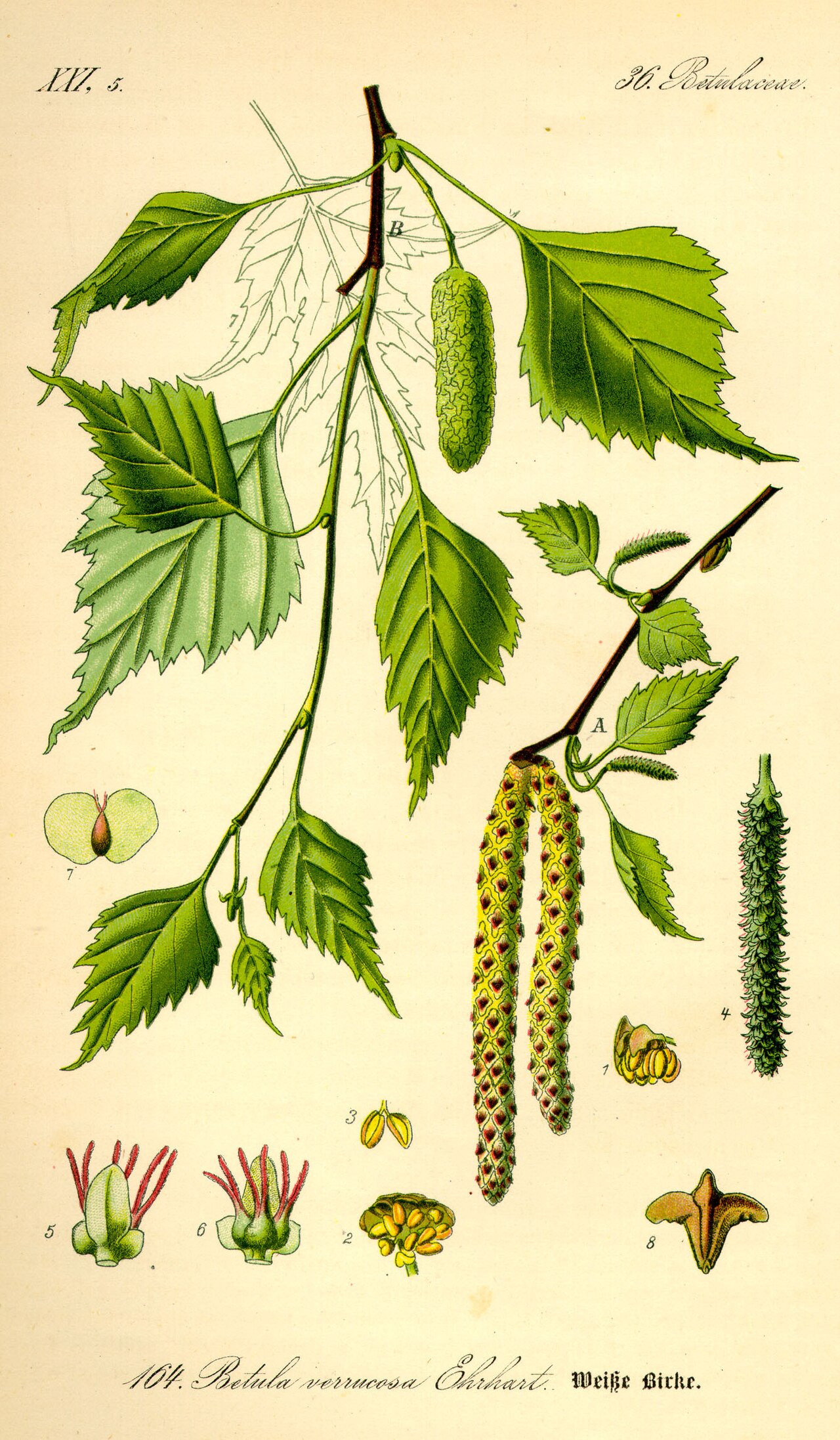 Bouleau (Betula) — photo botanique