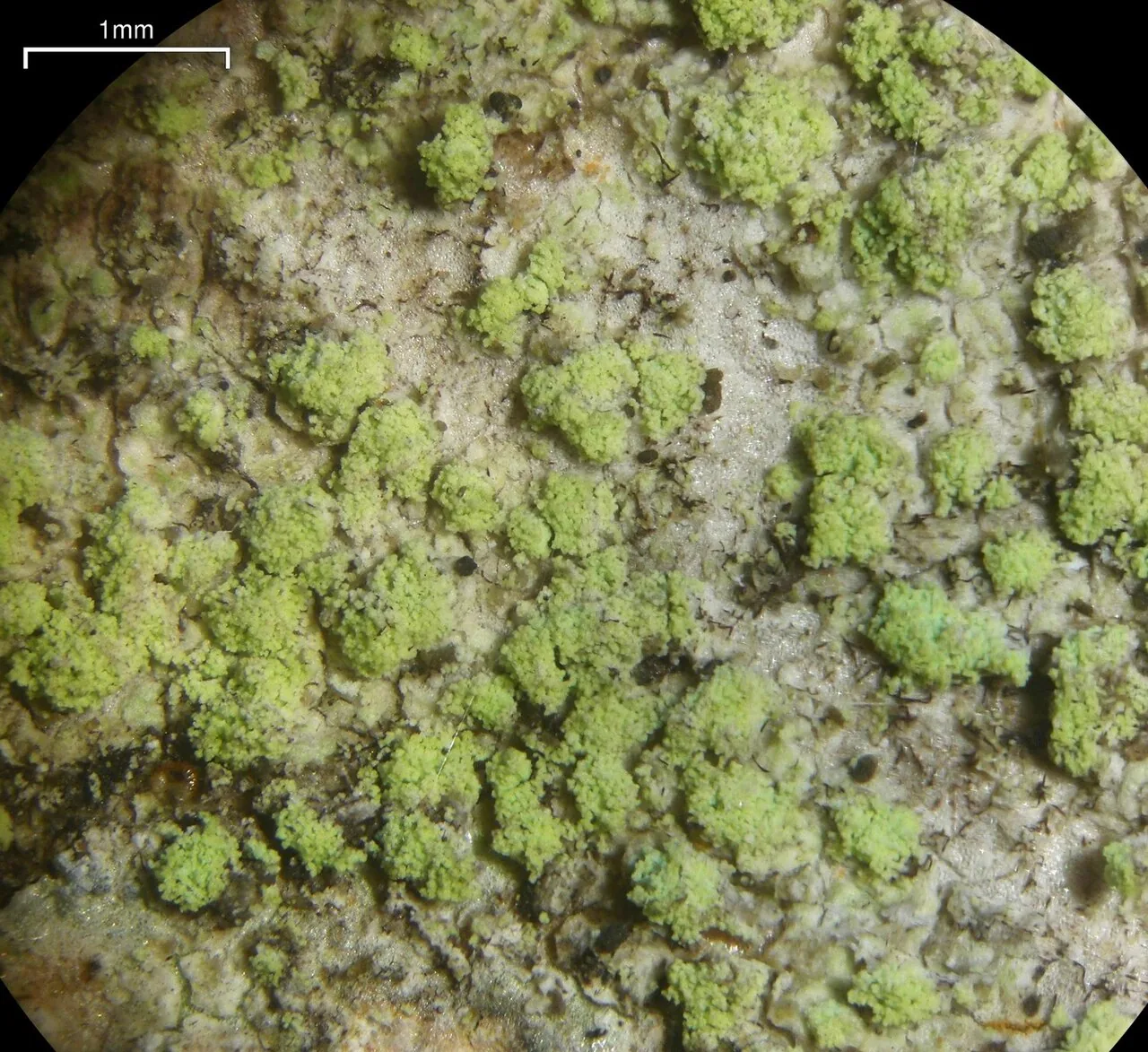 Biatora chrysanthoides (Biatora chrysanthoides) — photo mycologique