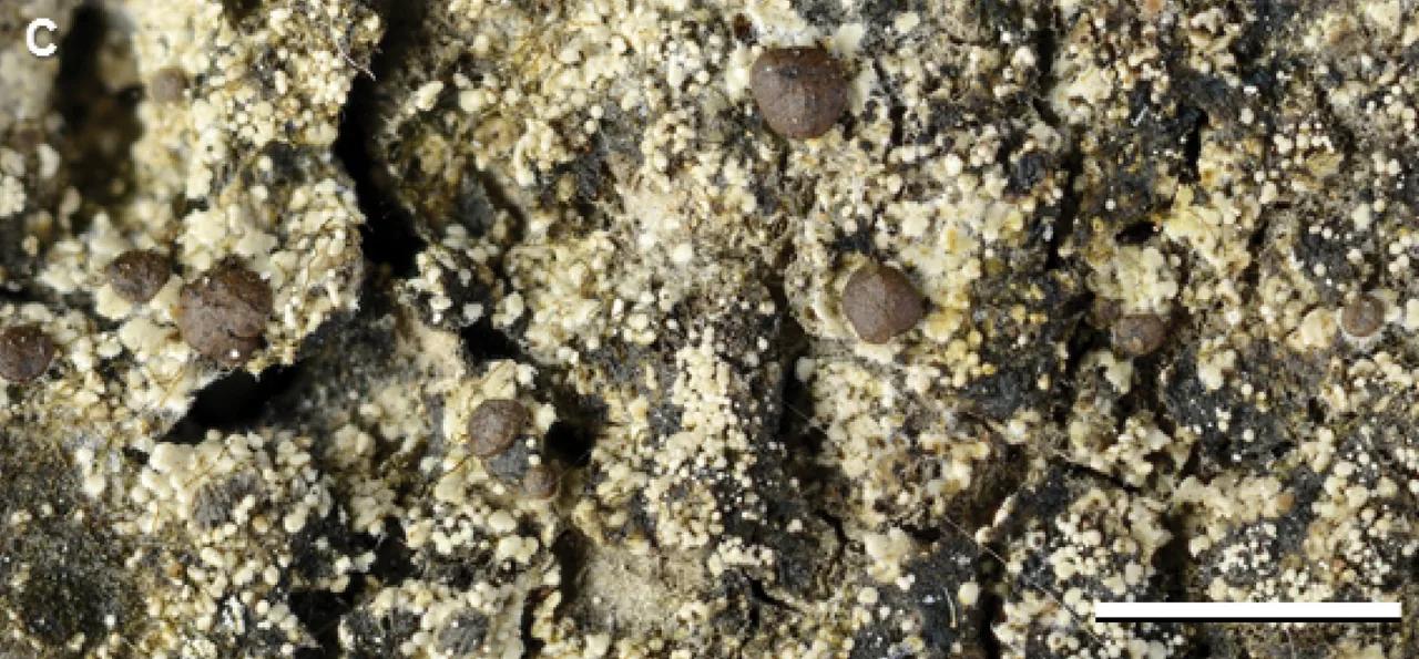 Biatora kalbii (Biatora kalbii) — photo mycologique