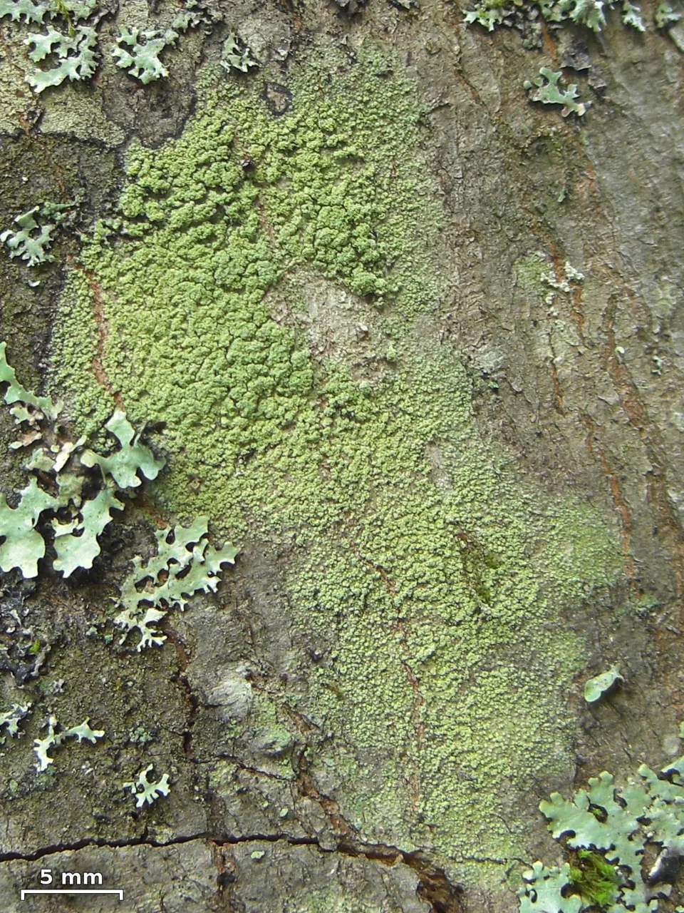 Biatora pontica (Biatora pontica) — photo mycologique