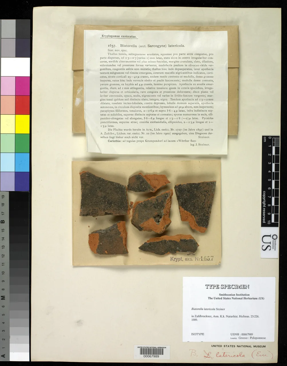Biatorella fossarum (Biatorella fossarum) — photo mycologique