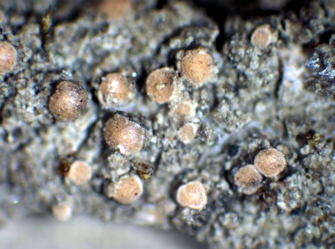 Biatoridium delitescens (Biatoridium delitescens) — photo mycologique