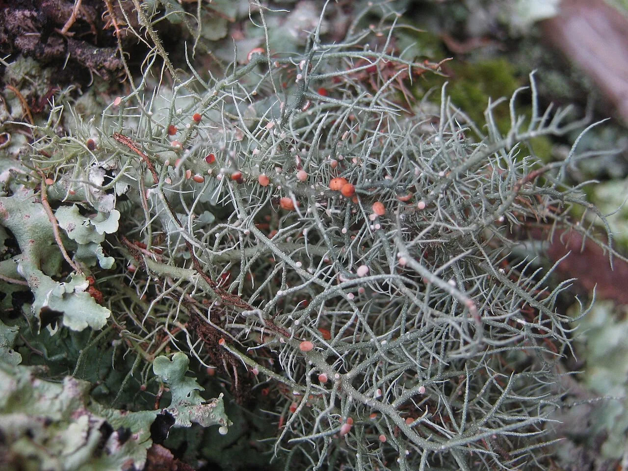 Biatoropsis hirtae (Biatoropsis hirtae) — photo mycologique