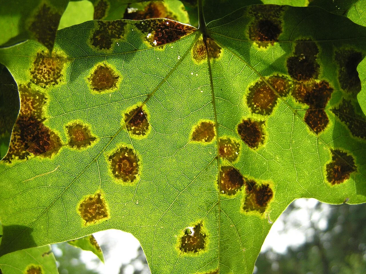 Bifusella linearis (Bifusella linearis) — photo mycologique