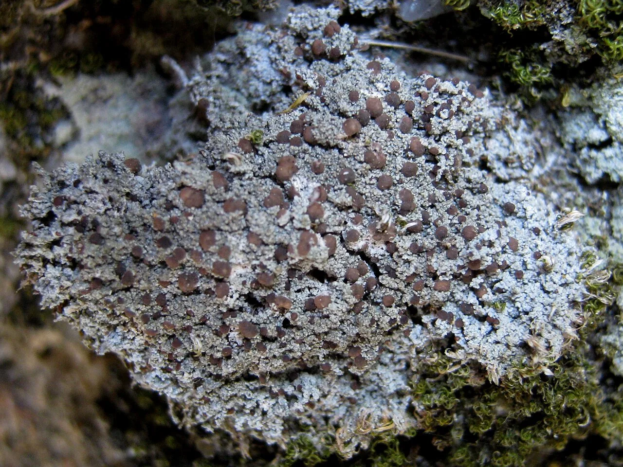 Bilimbia corcovadensis (Bilimbia corcovadensis) — photo mycologique