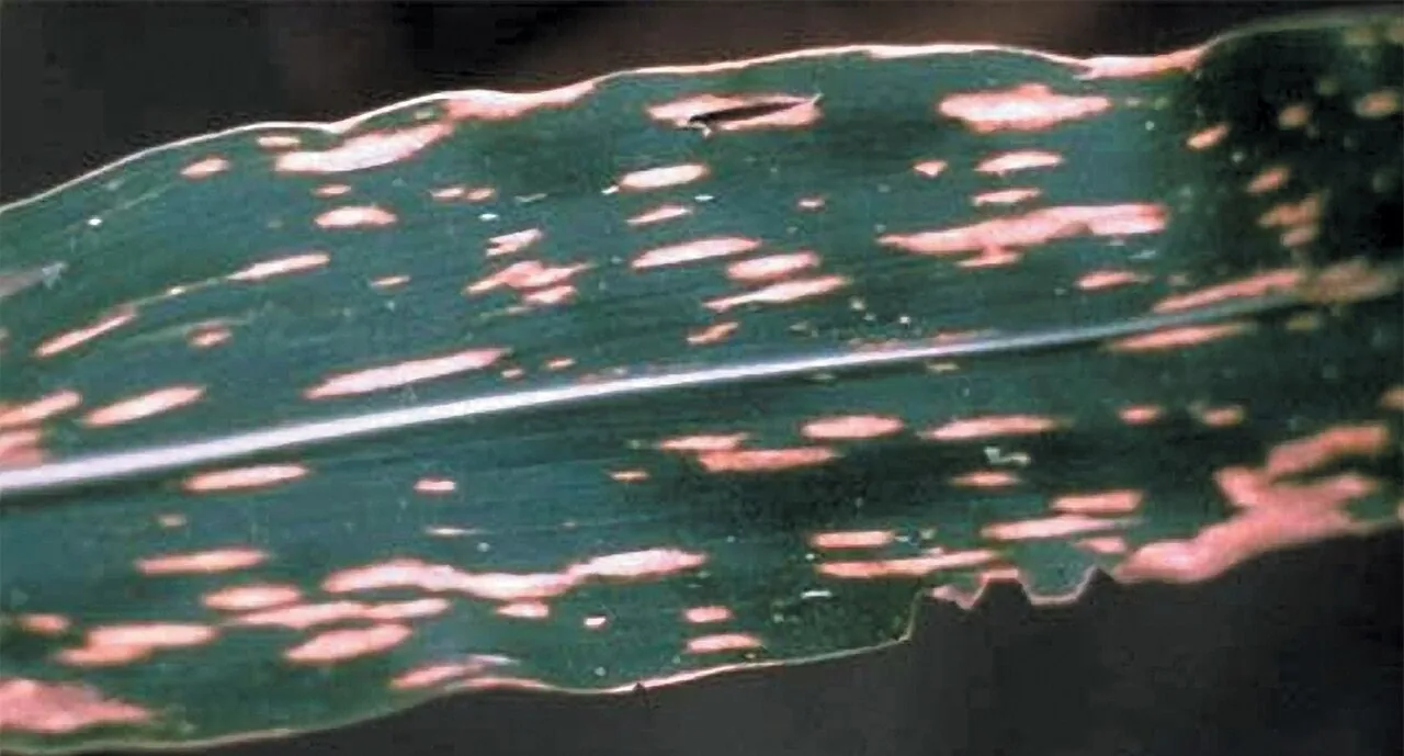 Bipolaris hadrotrichoides (Bipolaris hadrotrichoides) — photo mycologique