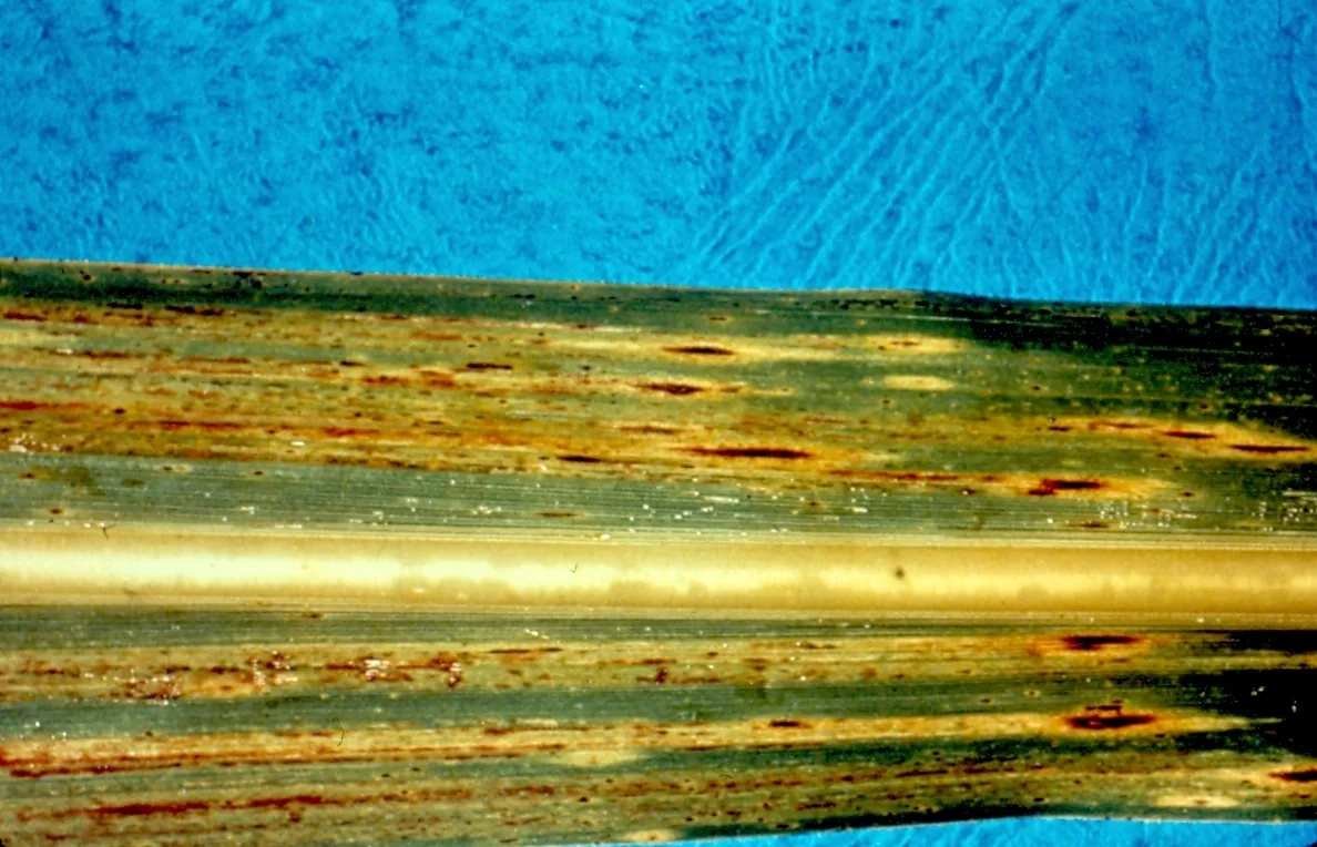 Bipolaris sacchari (Bipolaris sacchari) — photo mycologique