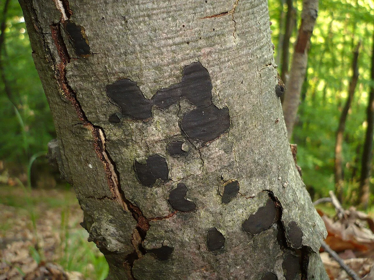 Biscogniauxia nummularia (Biscogniauxia nummularia) — photo mycologique