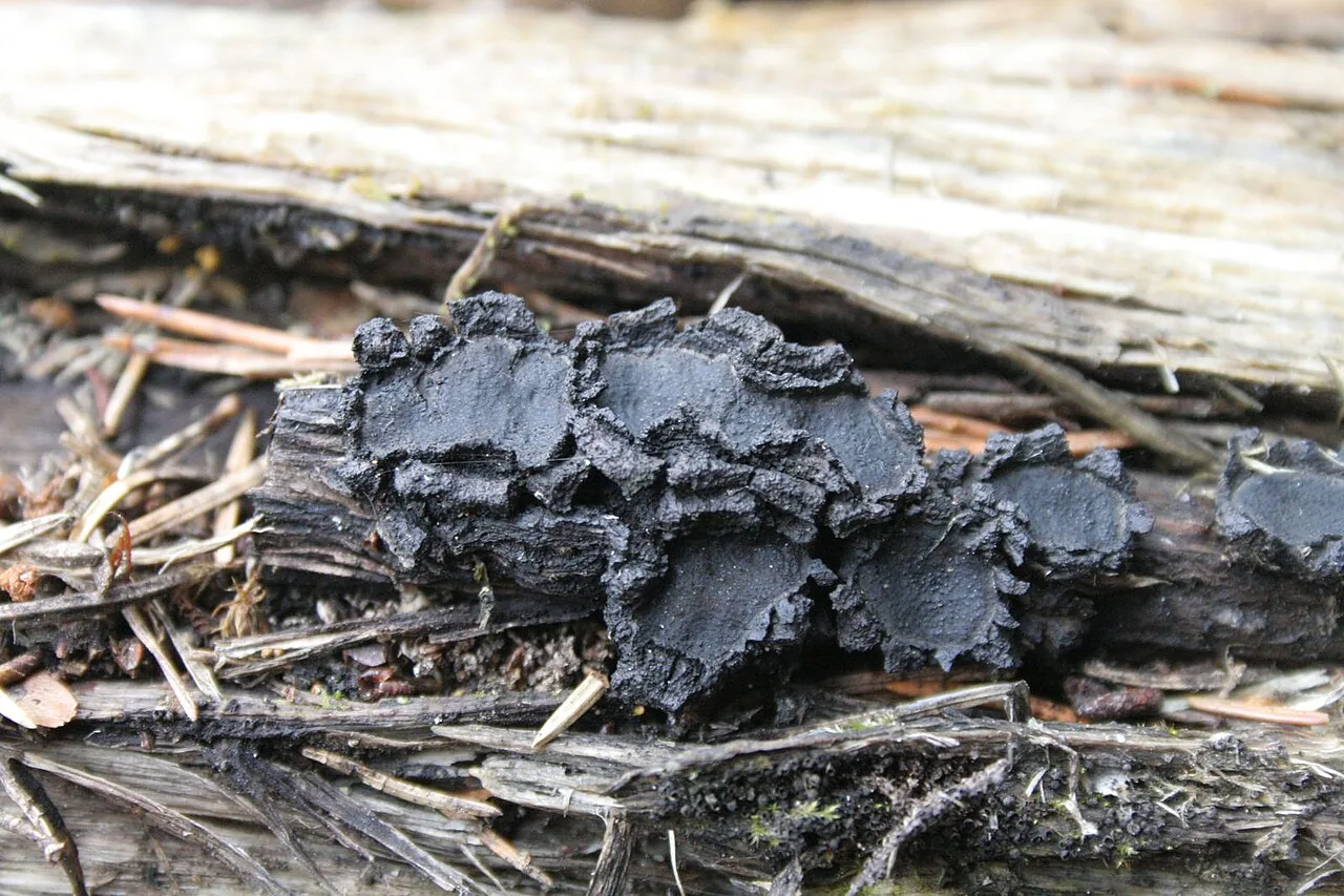 Biscogniauxia repanda (Biscogniauxia repanda) — photo mycologique