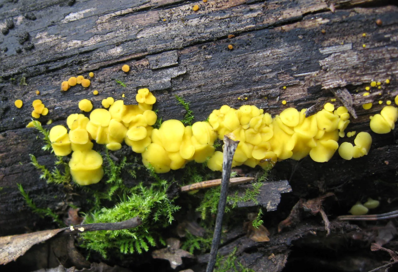 Bisporella fuscocincta (Bisporella fuscocincta) — photo mycologique