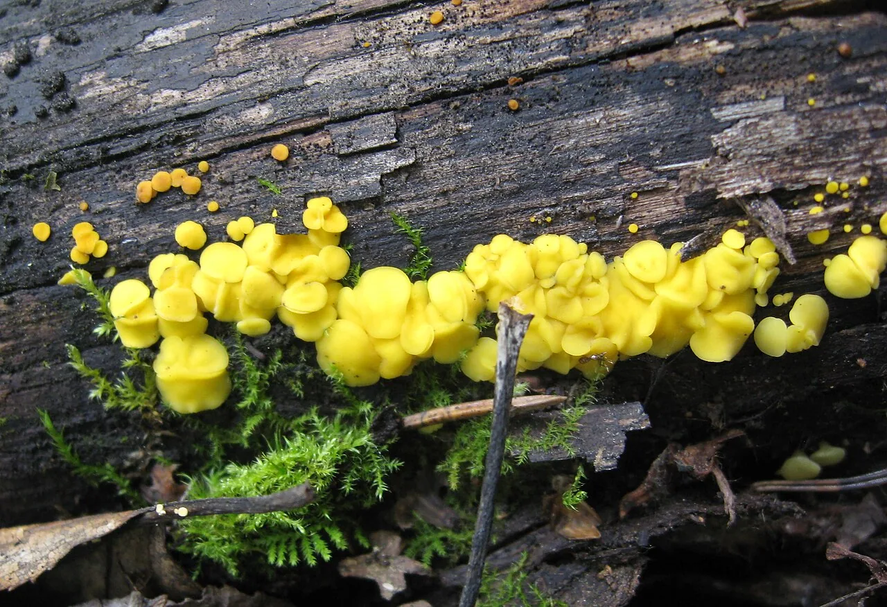 Bisporella schusteri (Bisporella schusteri) — photo mycologique