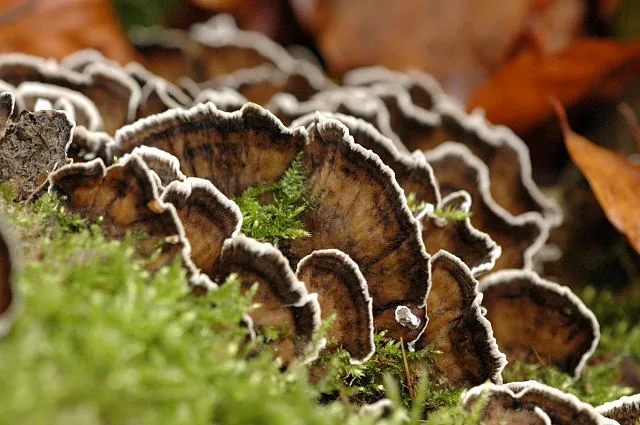 Bjerkandera adusta (Bjerkandera adusta) — photo mycologique