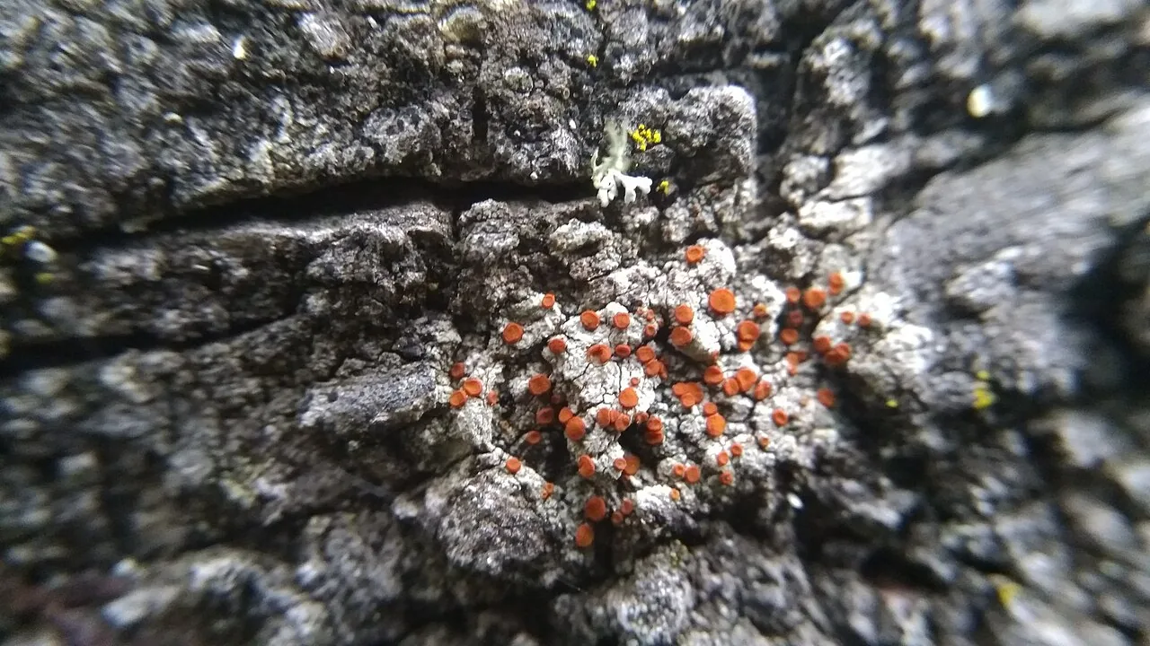 Blastenia lauri (Blastenia lauri) — photo mycologique