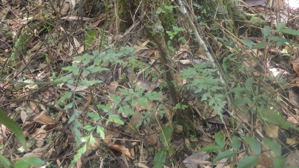 Blastophorum uniseptatum (Blastophorum uniseptatum) — photo mycologique